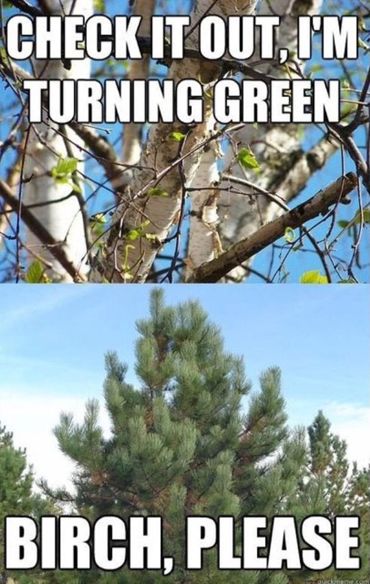 funny-turning-green-tree-pine-forest