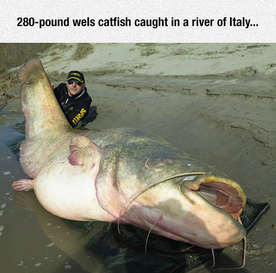 giant-catfish-caught-lake