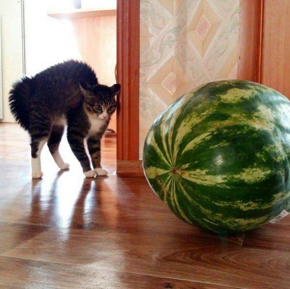 01-funny-pictures-1377