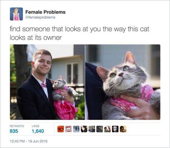 01-funny_cat_tweet