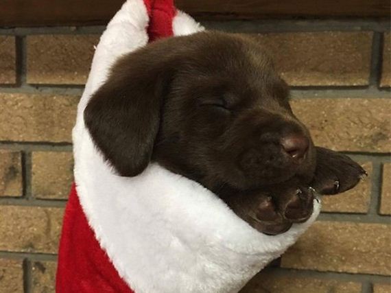 01-puppies-make-me-happy