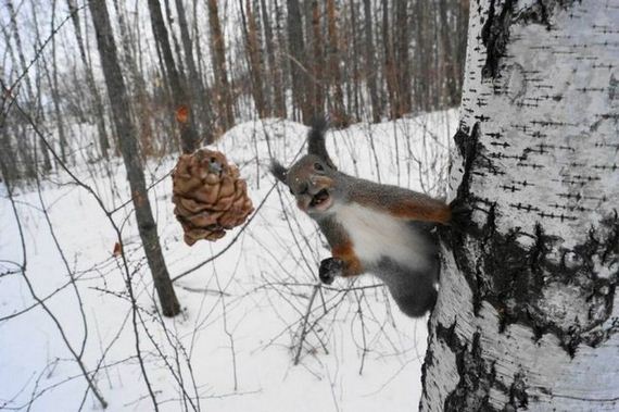 02-funny-pictures-1390