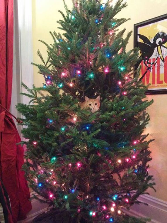02-cats_in_christmas_trees