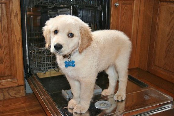 02-puppies-make-me-happy