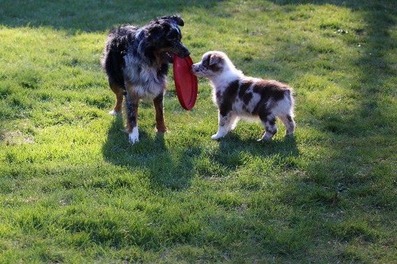 04-puppies-make-me-happy