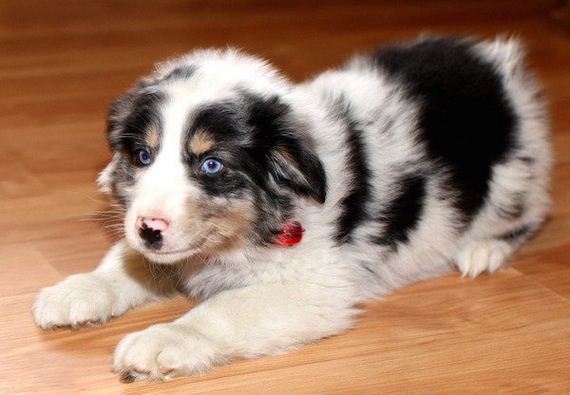 04-puppies-make-me-happy