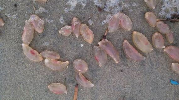 04-unusual_and_oddlooking_thingies