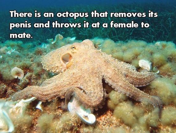 05-nsfw_facts