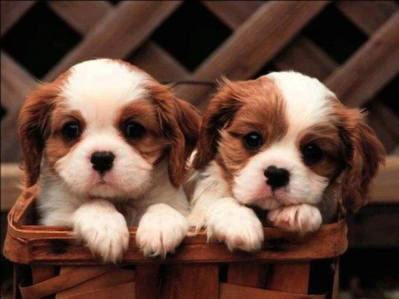 05-puppies-make-me-happy
