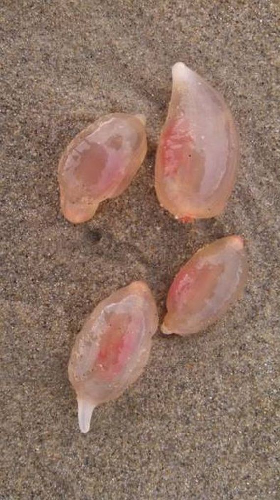 05-unusual_and_oddlooking_thingies