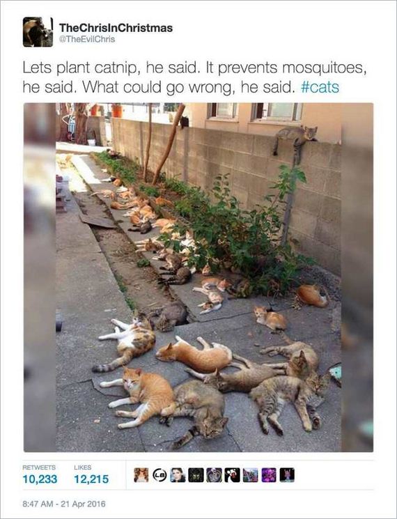 06-funny_cat_tweet