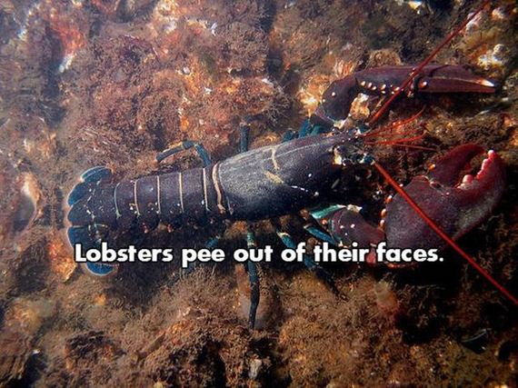 07-nsfw_facts