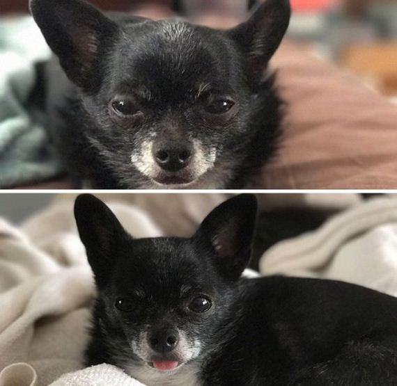 07-pets-before-and-after-being-called-a-good-boy
