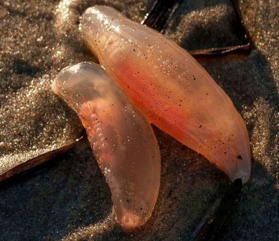 07-unusual_and_oddlooking_thingies