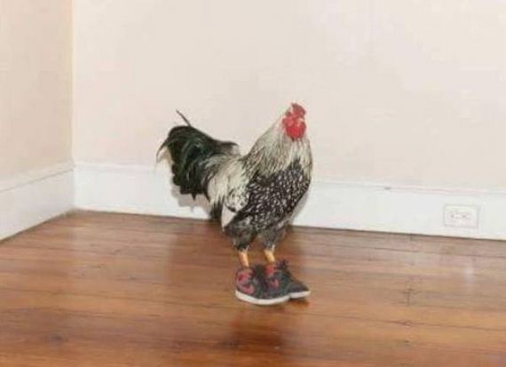 08-funny-pictures-1388