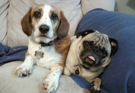 09-puppies-make-me-happy
