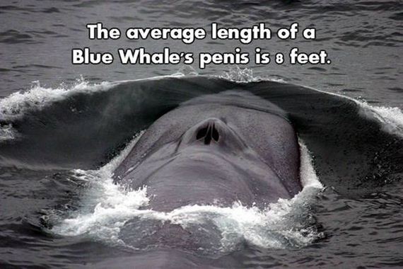 11-nsfw_facts