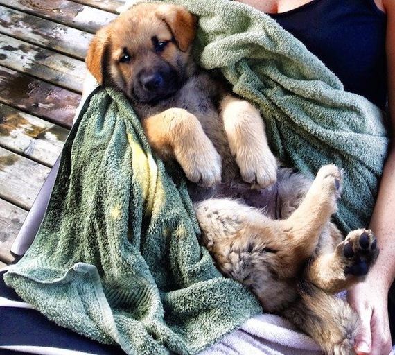 11-puppies-make-me-happy