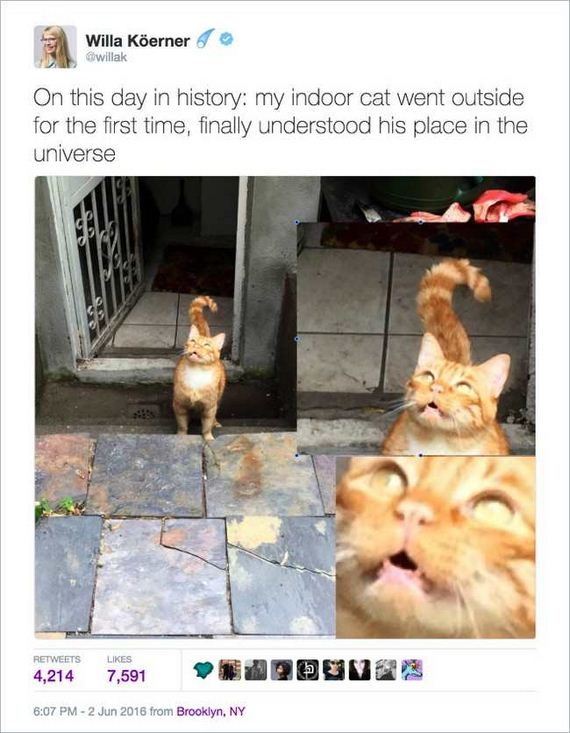 12-funny_cat_tweet