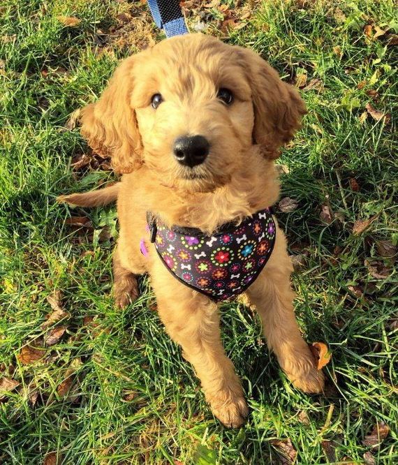 12-puppies-make-me-happy