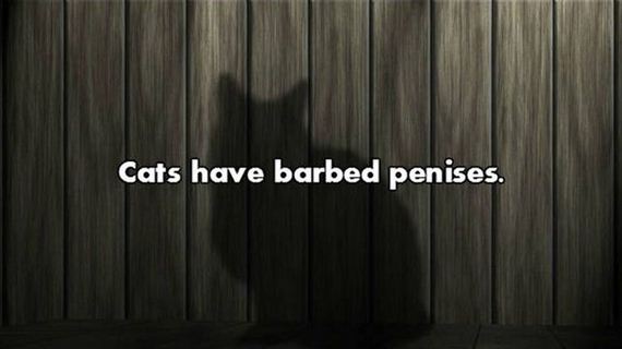 13-nsfw_facts