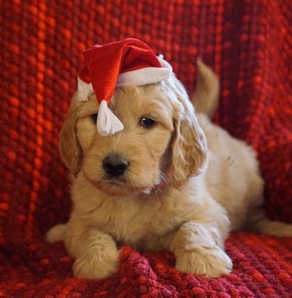 13-puppies-make-me-happy