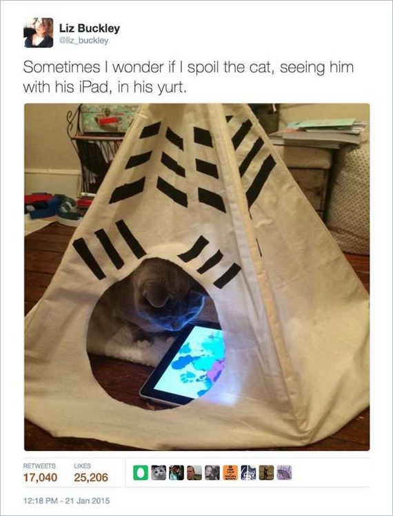 14-funny_cat_tweet