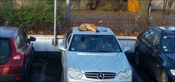 15-funny-pictures-1378
