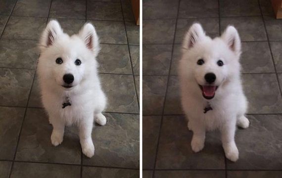 16-pets-before-and-after-being-called-a-good-boy