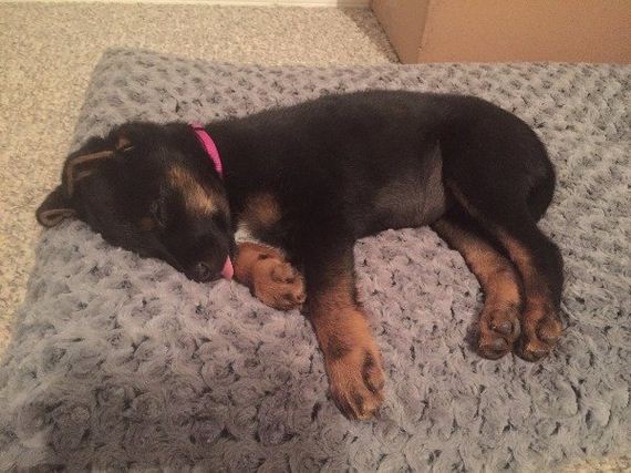 16-puppies-make-me-happy