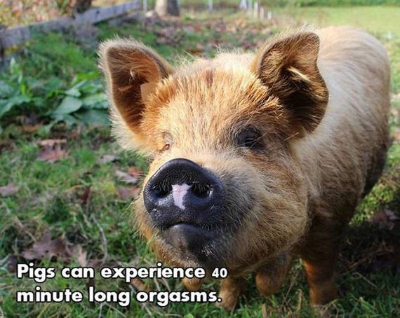 17-nsfw_facts
