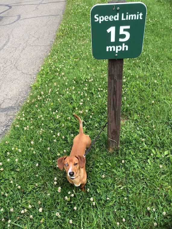 18-puppies-make-me-happy