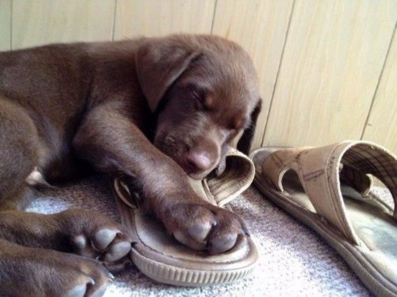 18-puppies-make-me-happy