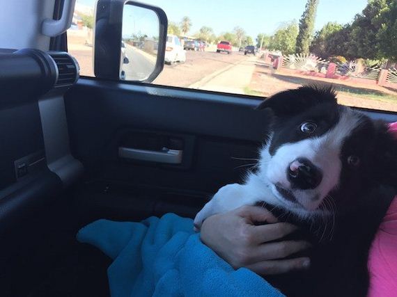 19-puppies-make-me-happy