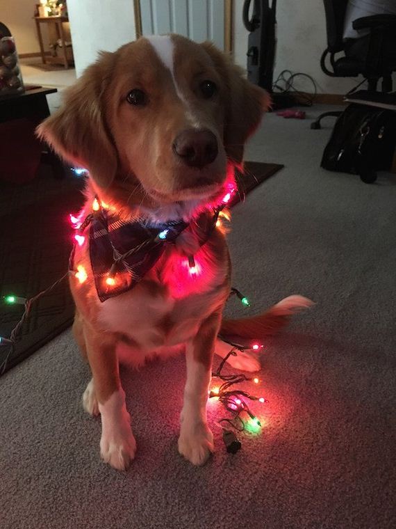 19-puppies-make-me-happy