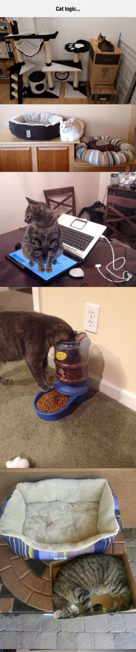 1funny-cat-playground-pillow-food