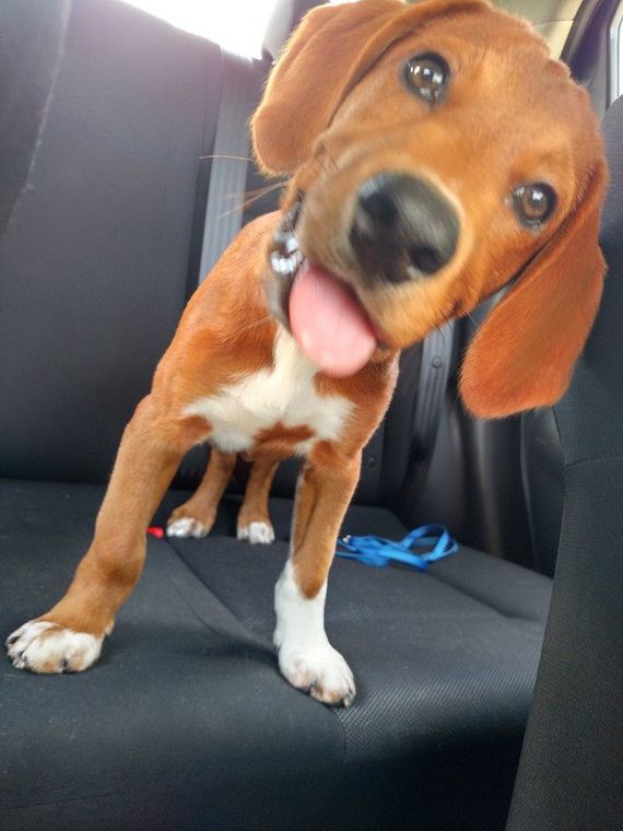 20-puppies-make-me-happy