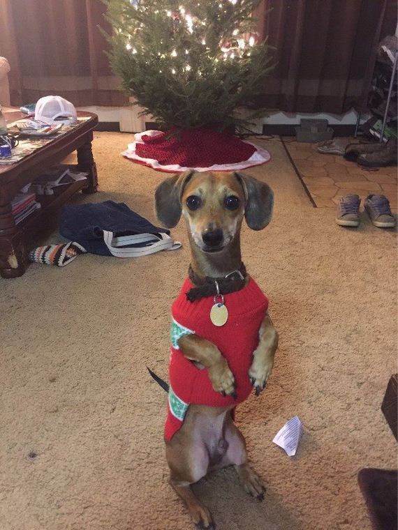 20-puppies-make-me-happy