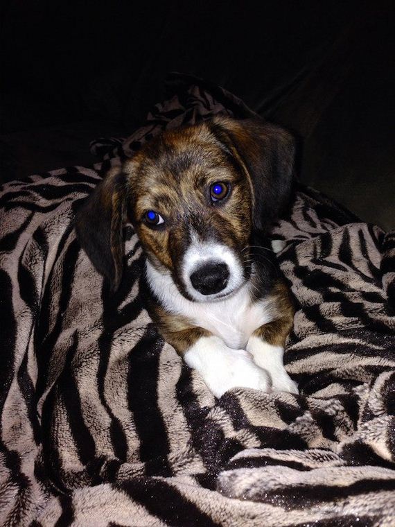 22-puppies-make-me-happy