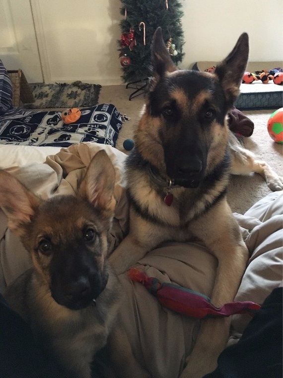 24-puppies-make-me-happy