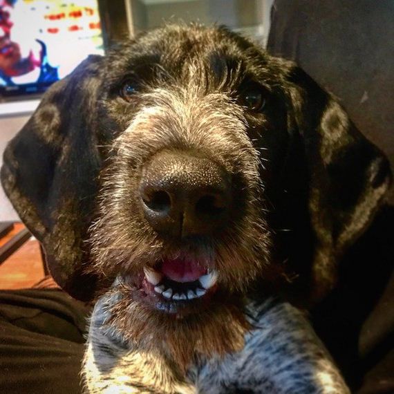 25-puppies-make-me-happy