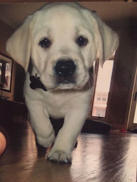 26-puppies-make-me-happy