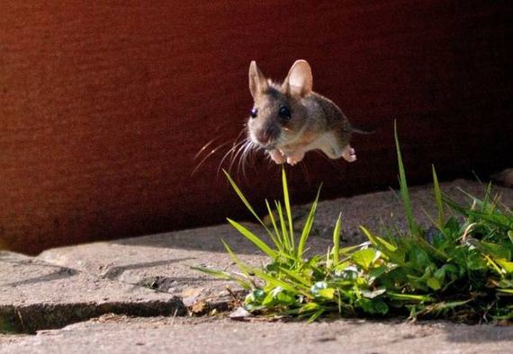 28-funny-pictures-1388