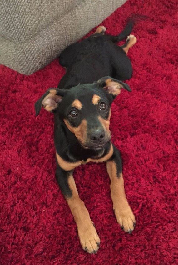 29-puppies-make-me-happy