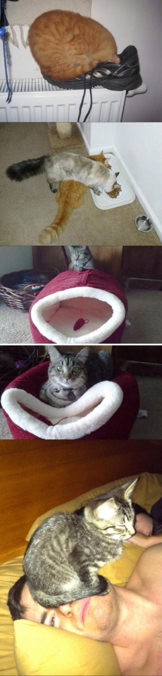 2funny-cat-playground-pillow-food-bed