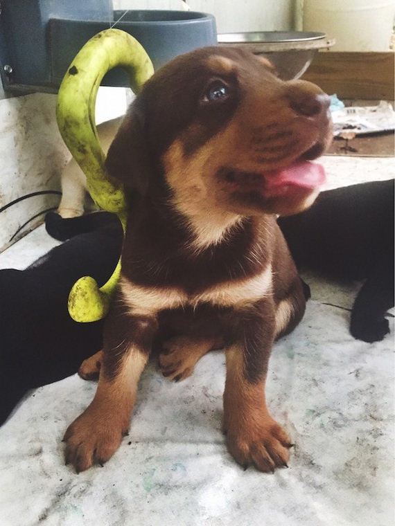 31-puppies-make-me-happy