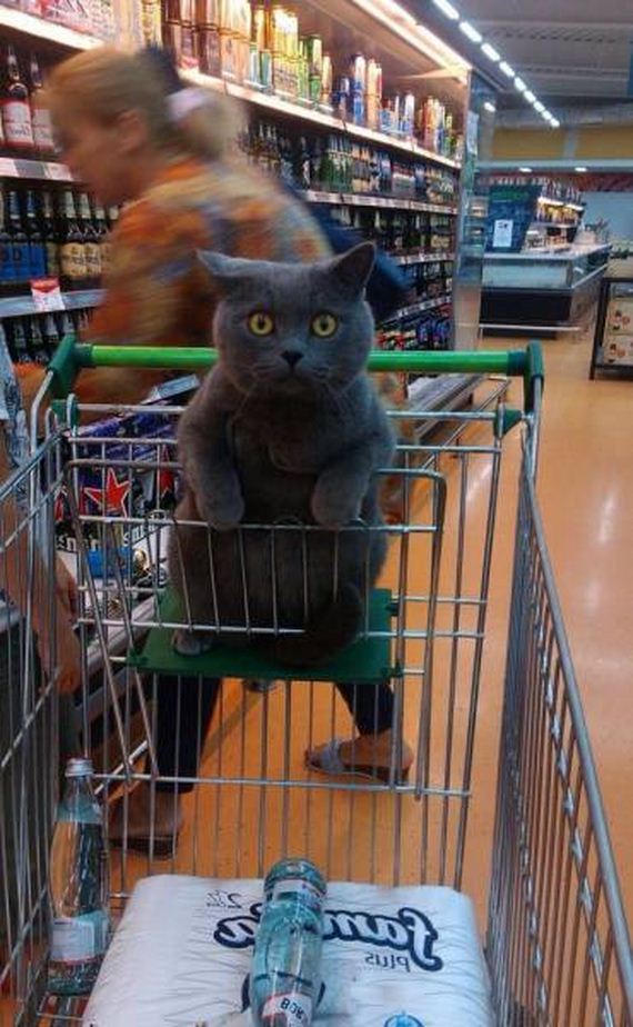 46-funny-pictures-1377