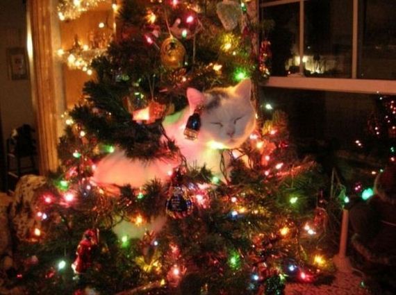 52-merry-christmas-everybody