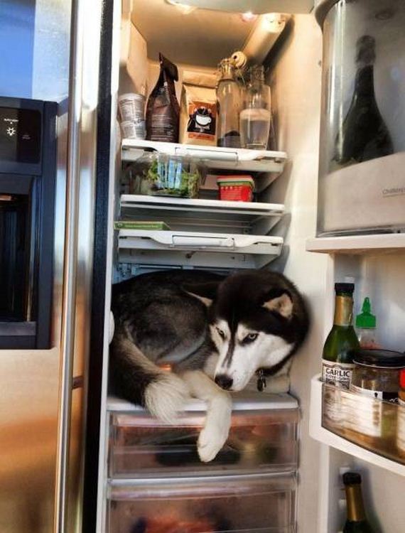 55-funny-pictures-1377