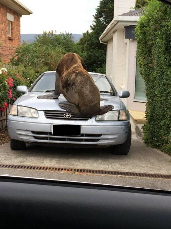 61-funny-pictures-1388
